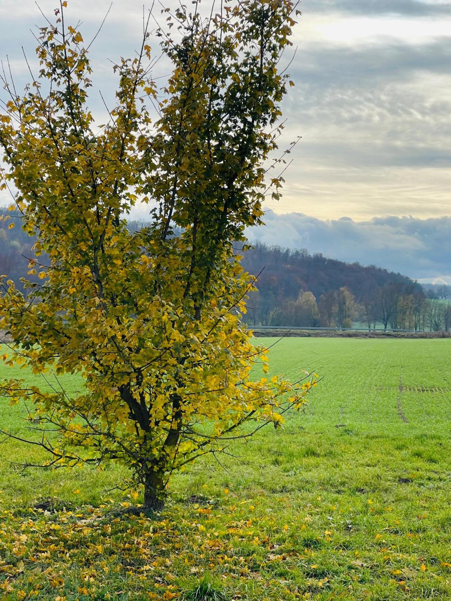 Fewo Uettingen Mitte Exteriér fotografie